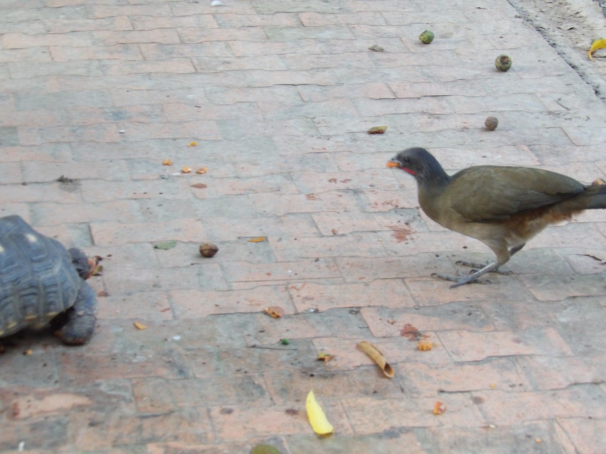 Чачалака рудогуза (підвид ruficauda) - ML647158049