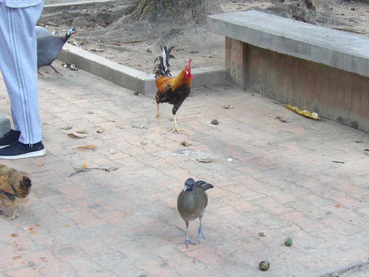 Чачалака рудогуза (підвид ruficauda) - ML647158050