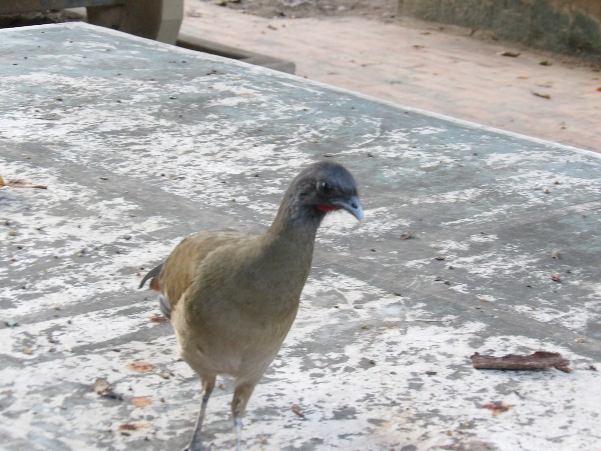 Чачалака рудогуза (підвид ruficauda) - ML647158051