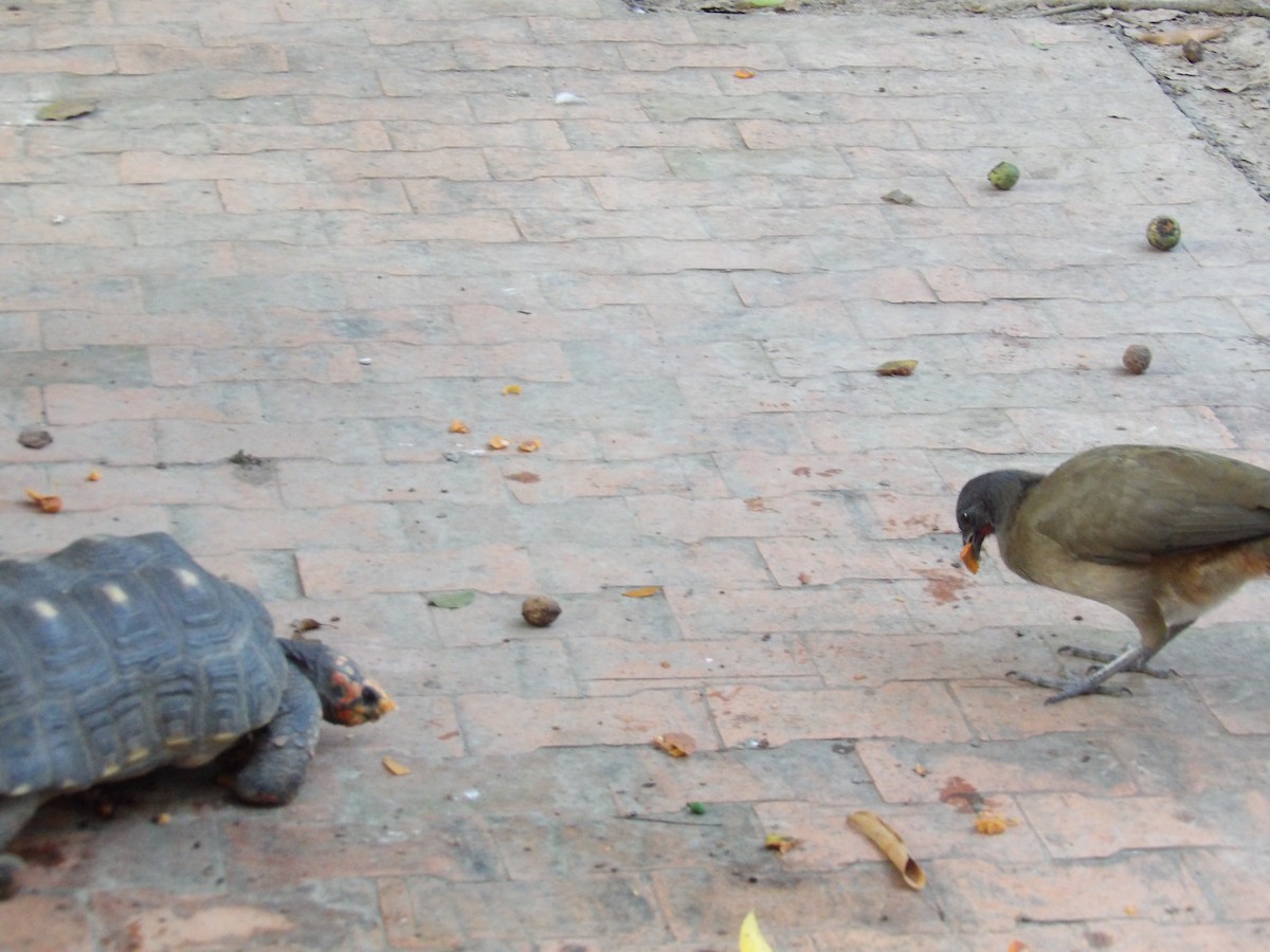 Чачалака рудогуза (підвид ruficauda) - ML647158052