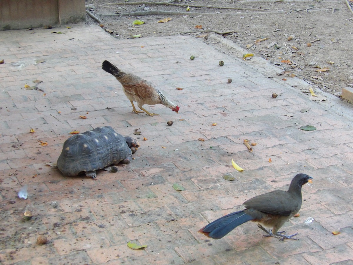 Чачалака рудогуза (підвид ruficauda) - ML647158053