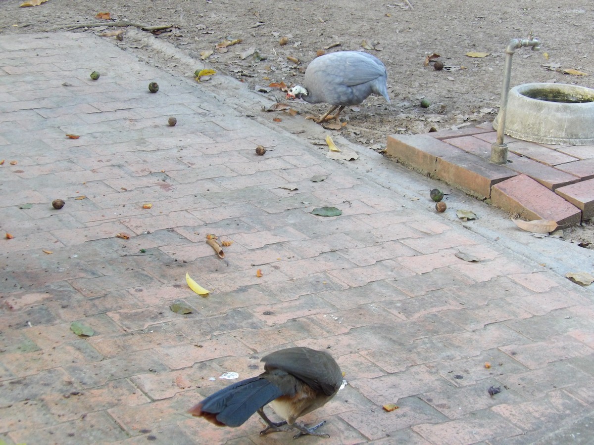 Чачалака рудогуза (підвид ruficauda) - ML647158054