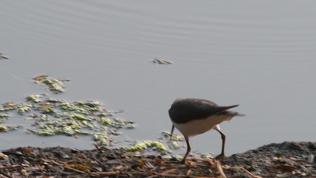 Common Sandpiper - ML647158056