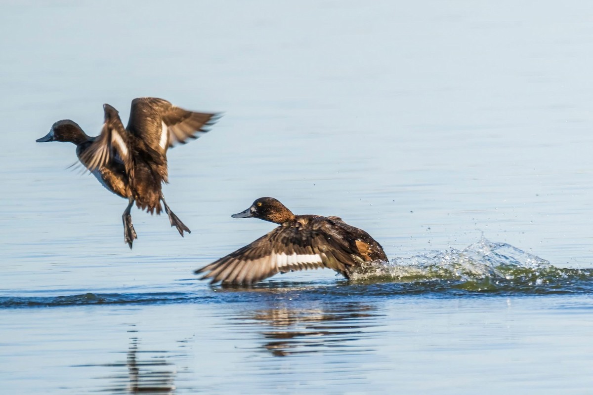 Lesser Scaup - ML647158057