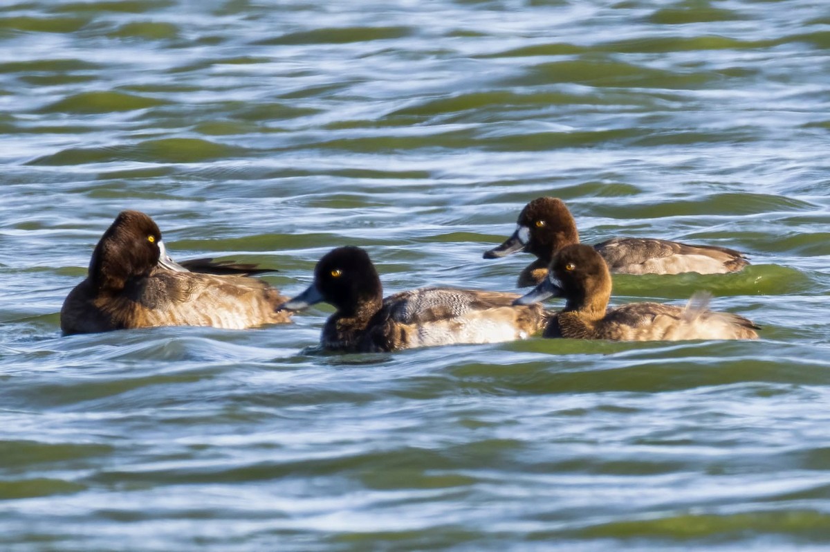 Lesser Scaup - ML647158058
