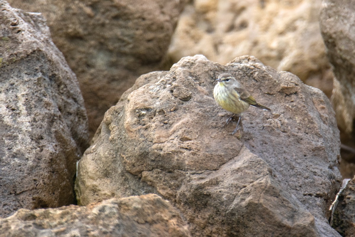 Reinita Palmera - ML647158061