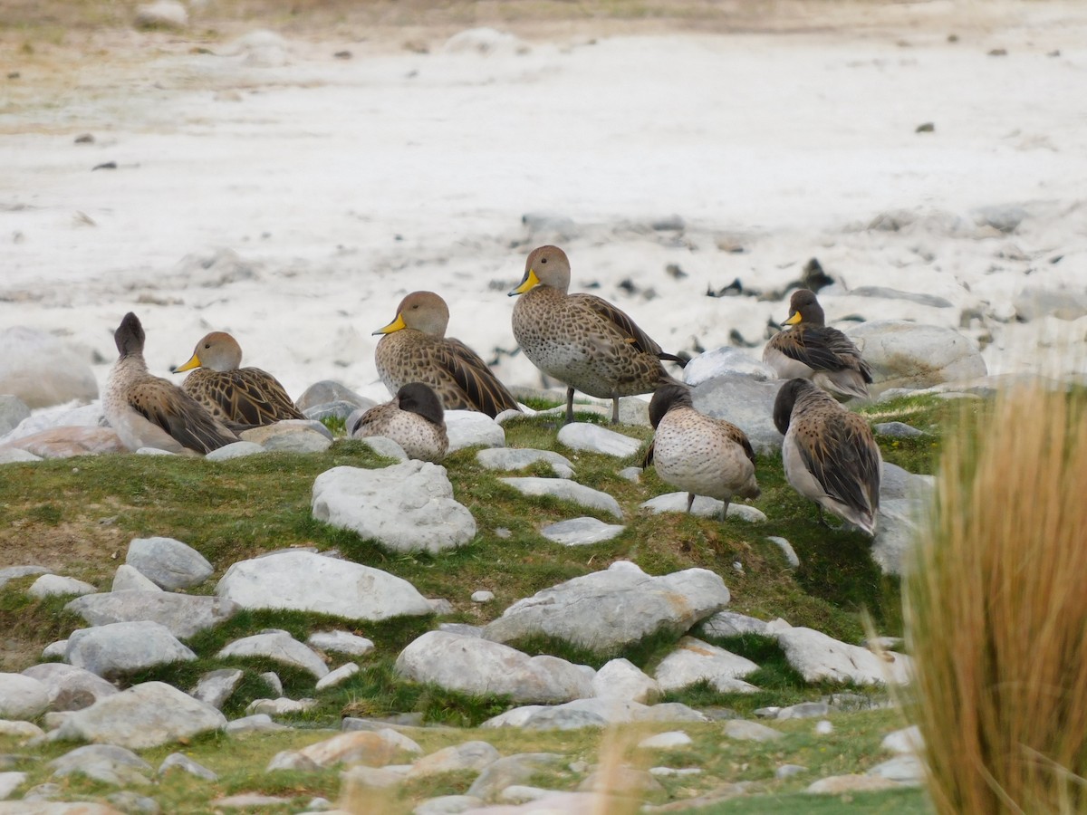 Yellow-billed Pintail - ML647158068