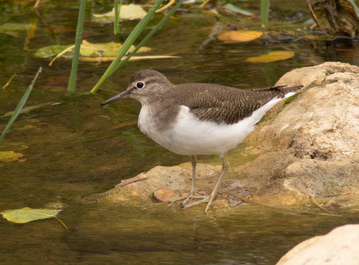 Common Sandpiper - ML647158069