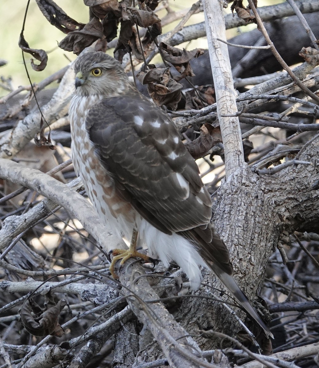 Sharp-shinned Hawk - ML647158072