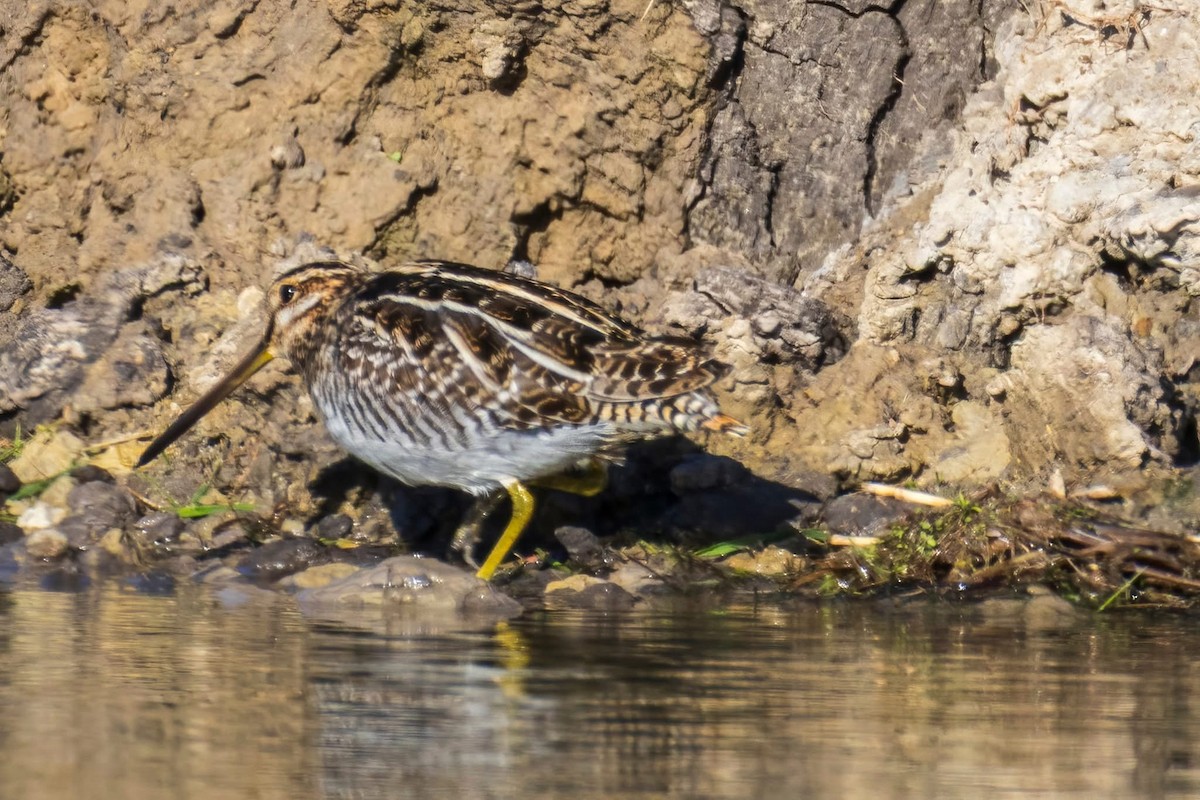 Wilson Suçulluğu - ML647158074