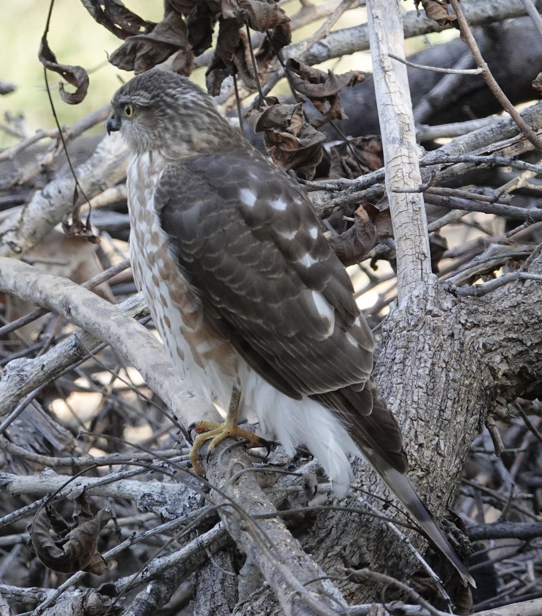 Sharp-shinned Hawk - ML647158075