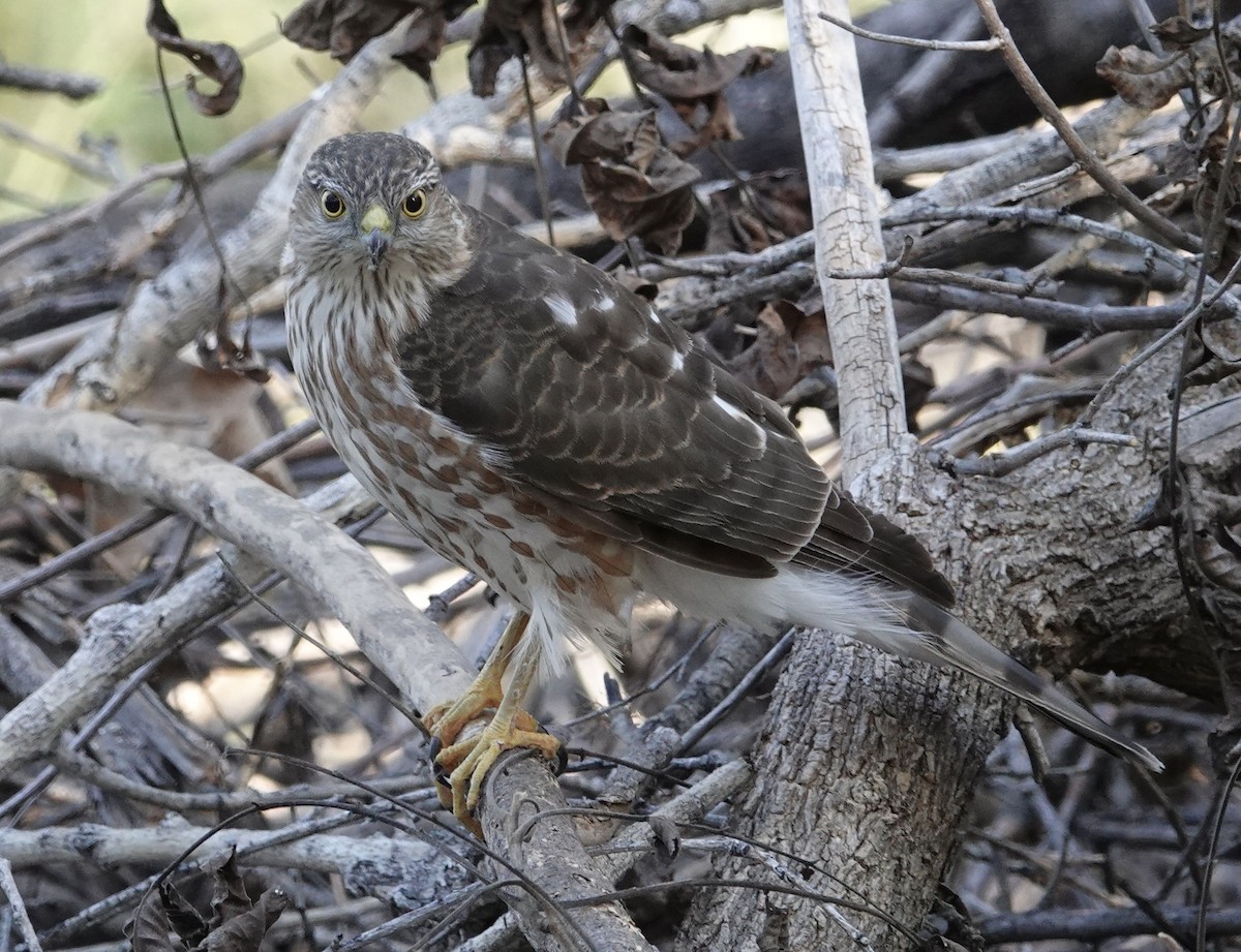 Sharp-shinned Hawk - ML647158087
