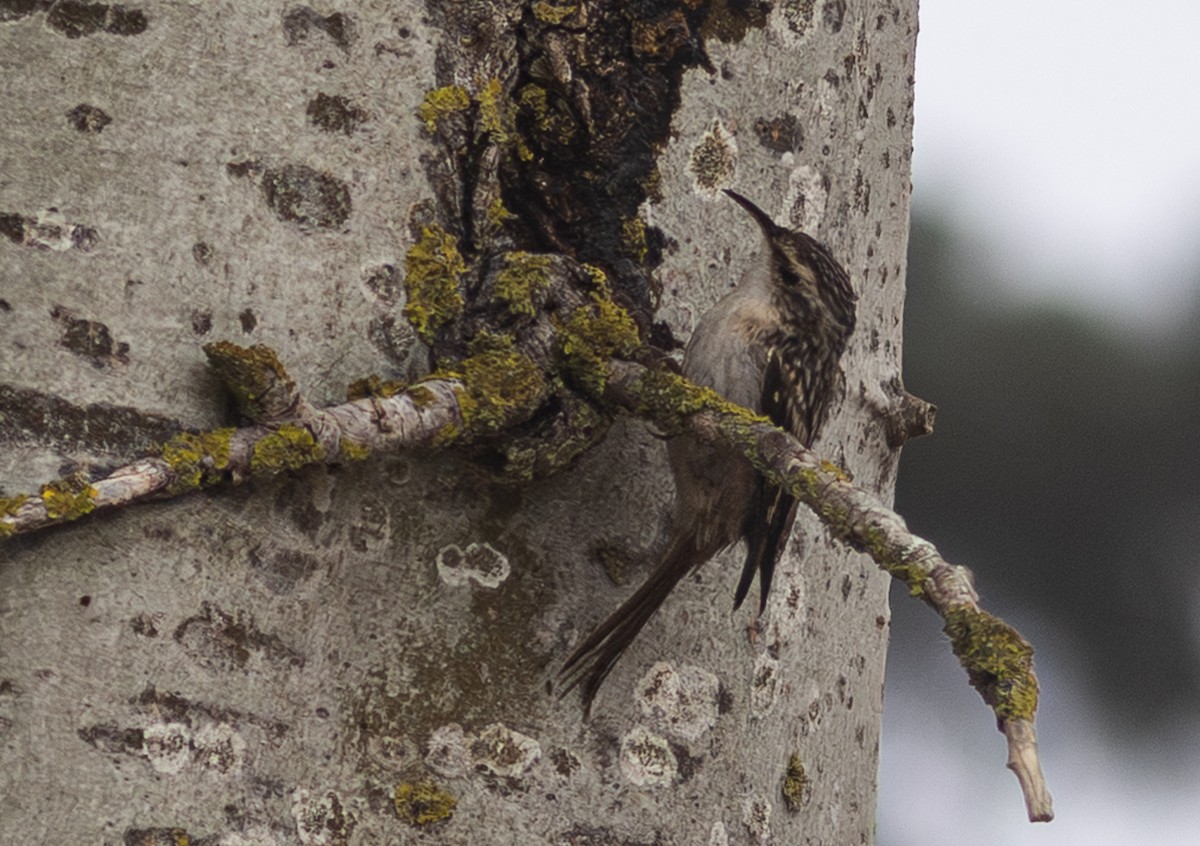 タンシキバシリ - ML647158089