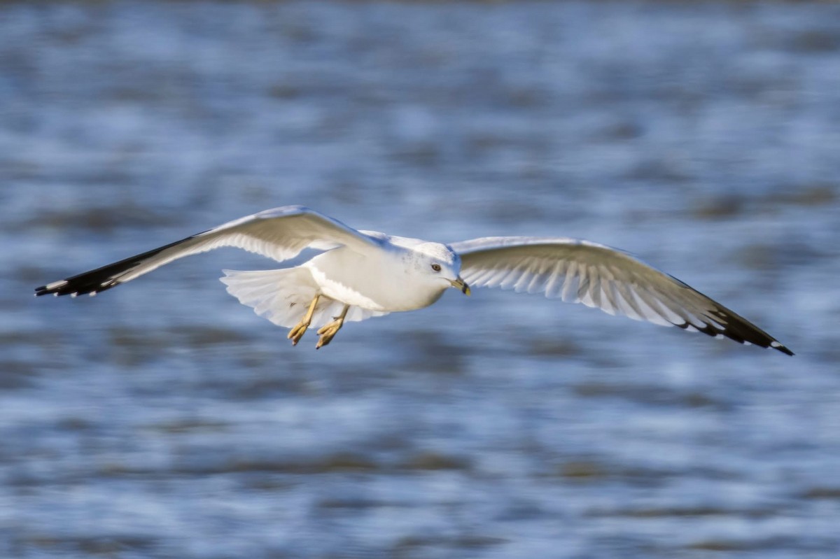Ring-billed Gull - ML647158092