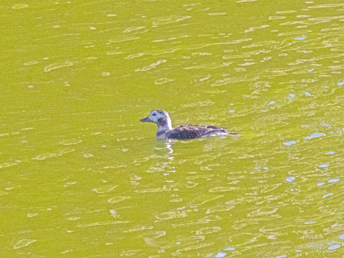 Long-tailed Duck - ML647158094