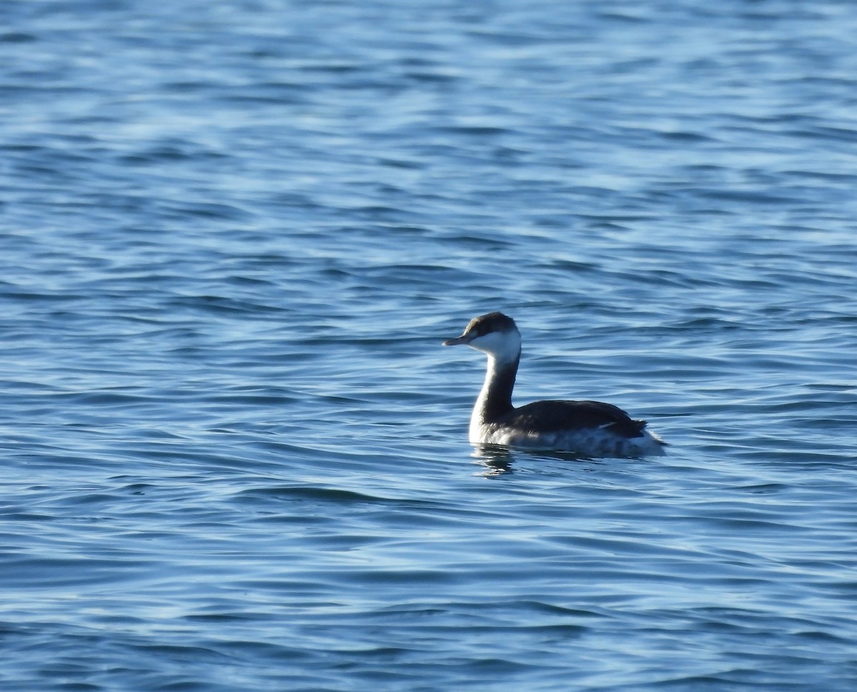 ミミカイツブリ - ML647158095