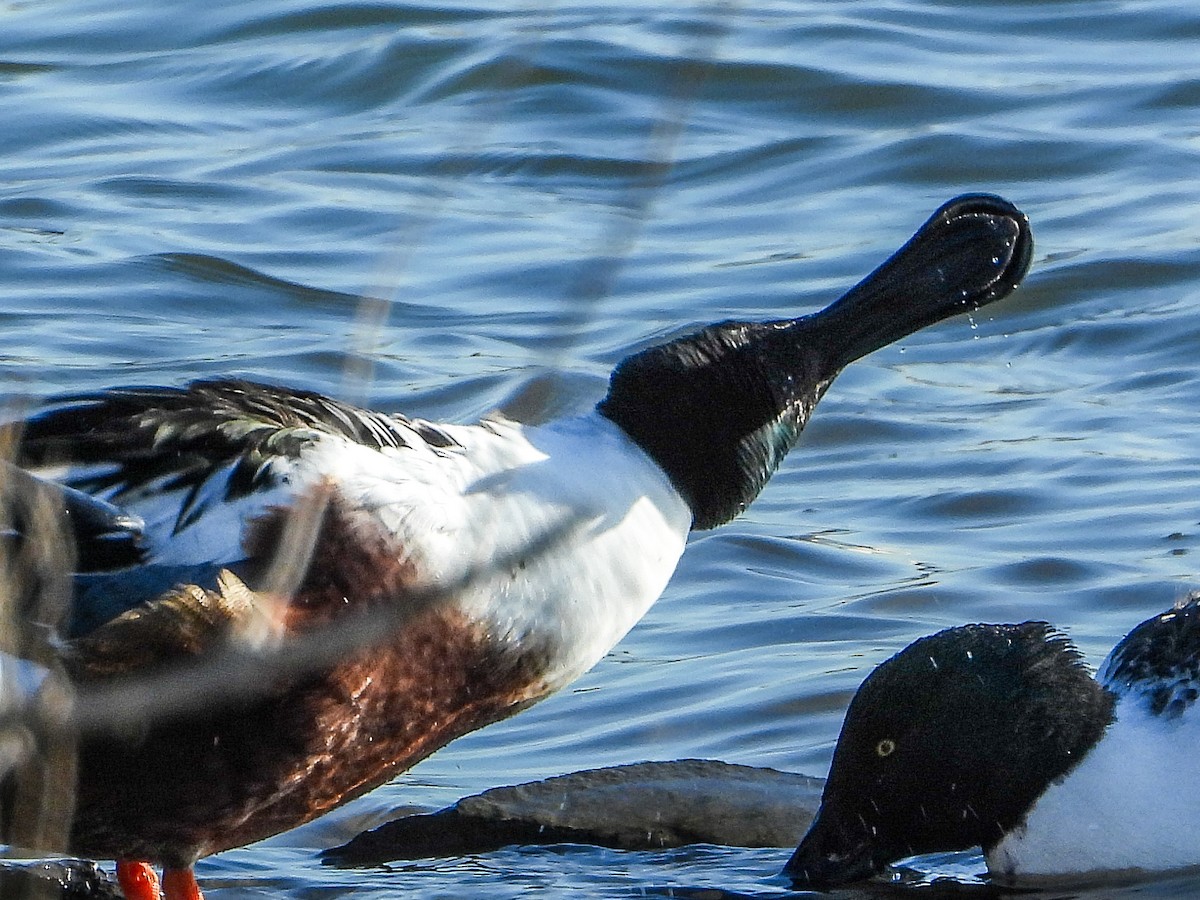 Cuchara Común - ML647158098