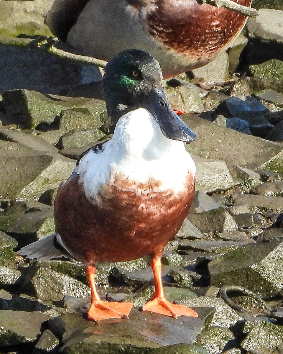 Cuchara Común - ML647158099