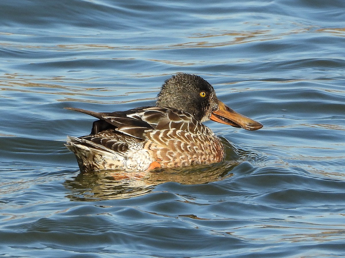 Cuchara Común - ML647158100