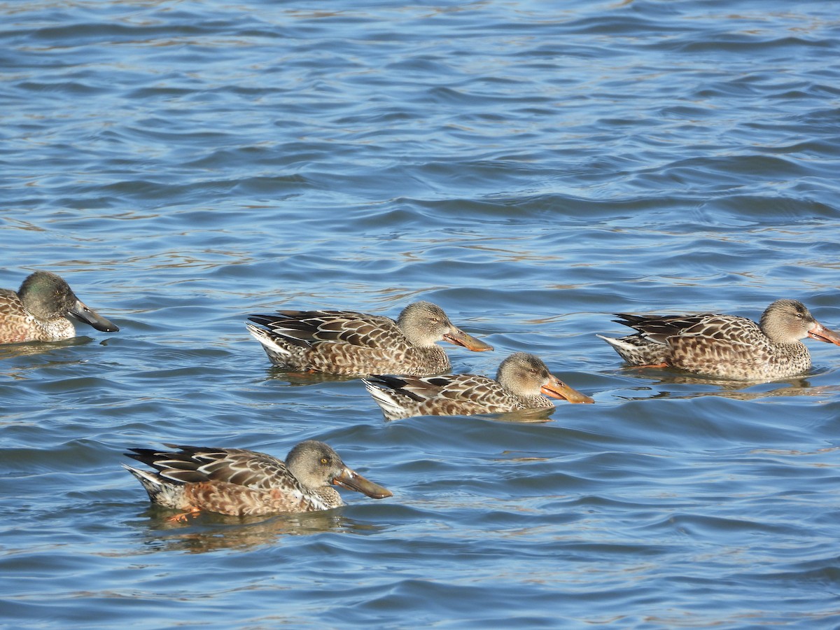 Cuchara Común - ML647158101