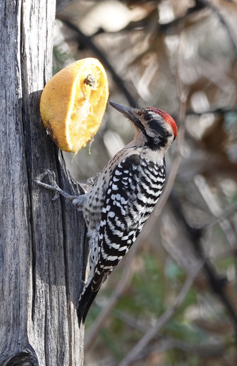 Ladder-backed Woodpecker - ML647158104