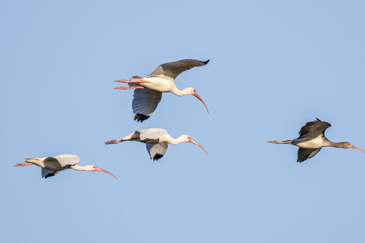 White Ibis - ML647158107