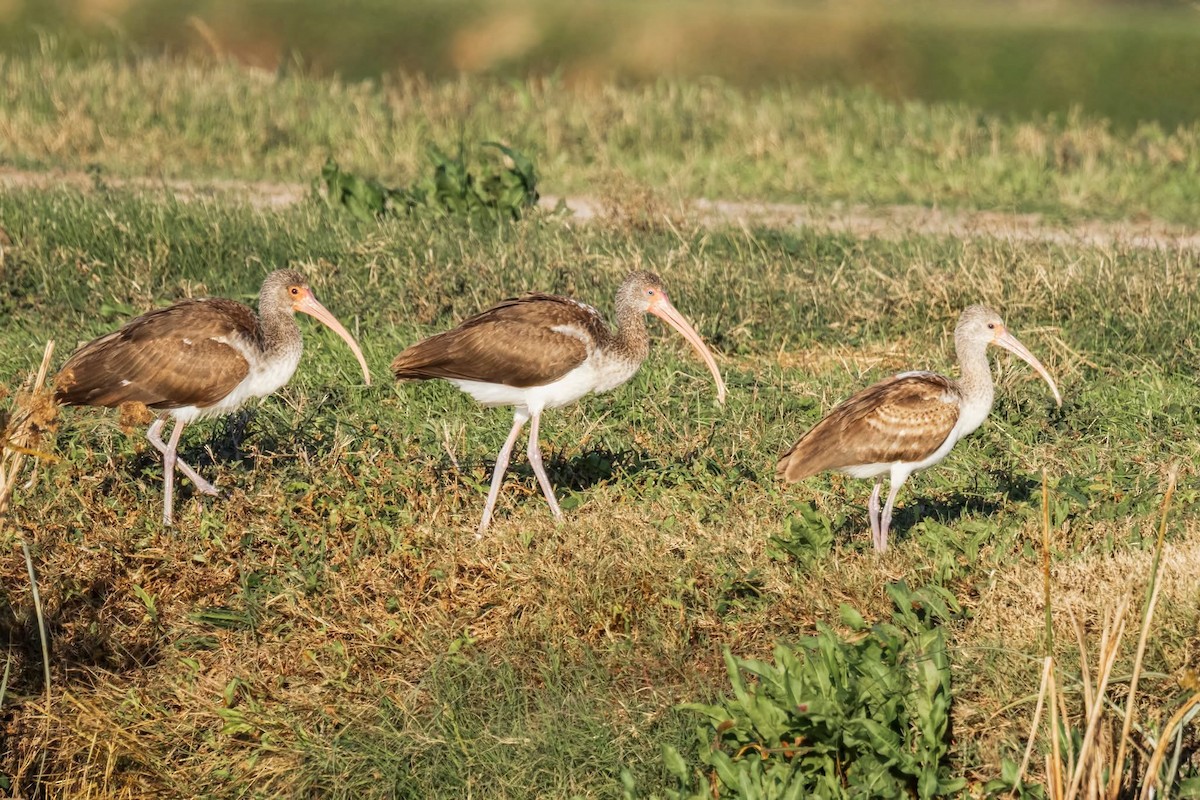 White Ibis - ML647158108