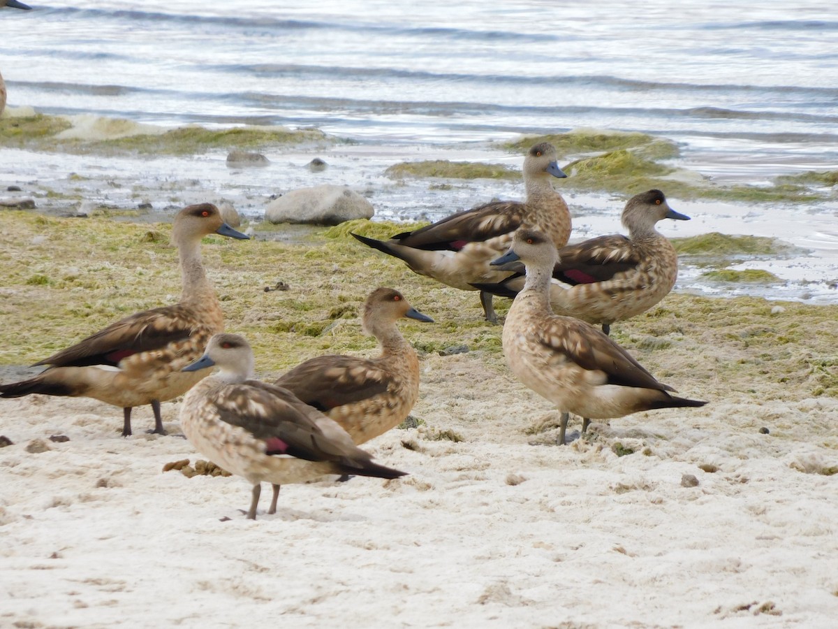 duskand - ML647158110