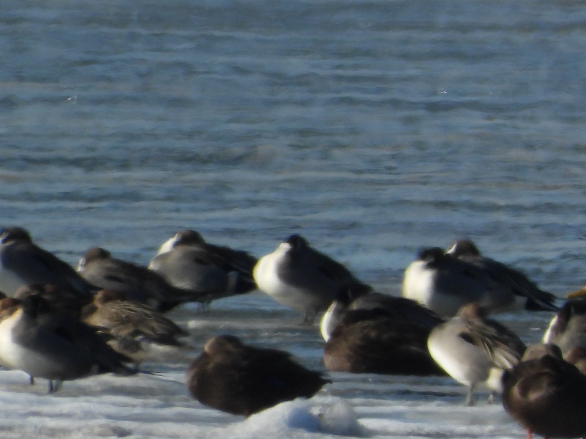 American Black Duck - ML647158113