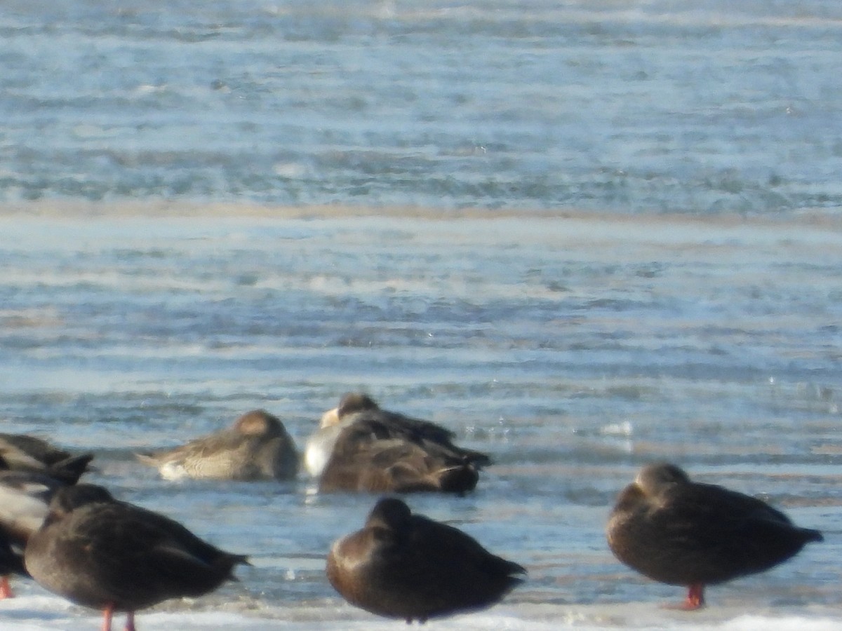 American Black Duck - ML647158114