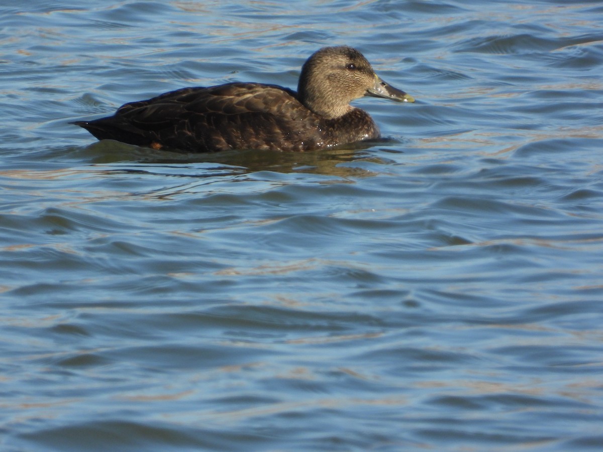 American Black Duck - ML647158115