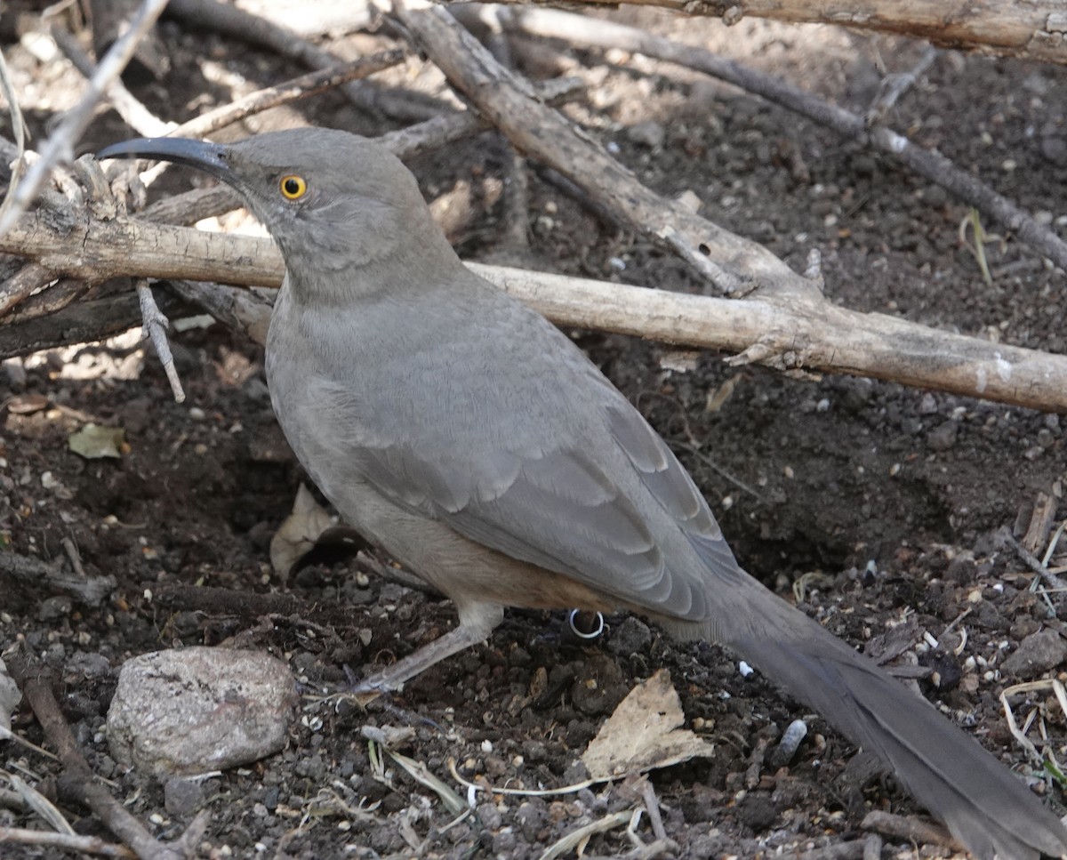 Curve-billed Thrasher - ML647158116