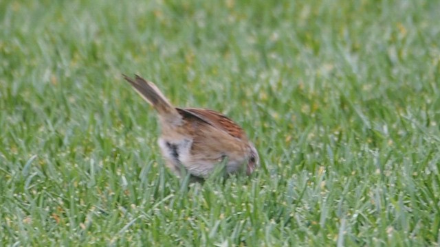 Swamp Sparrow - ML647158118