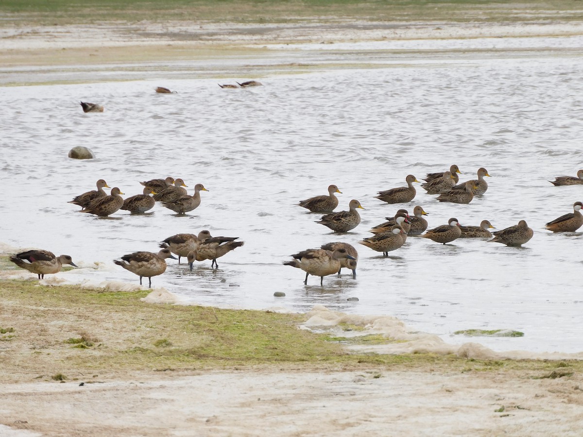 Yellow-billed Pintail - ML647158121