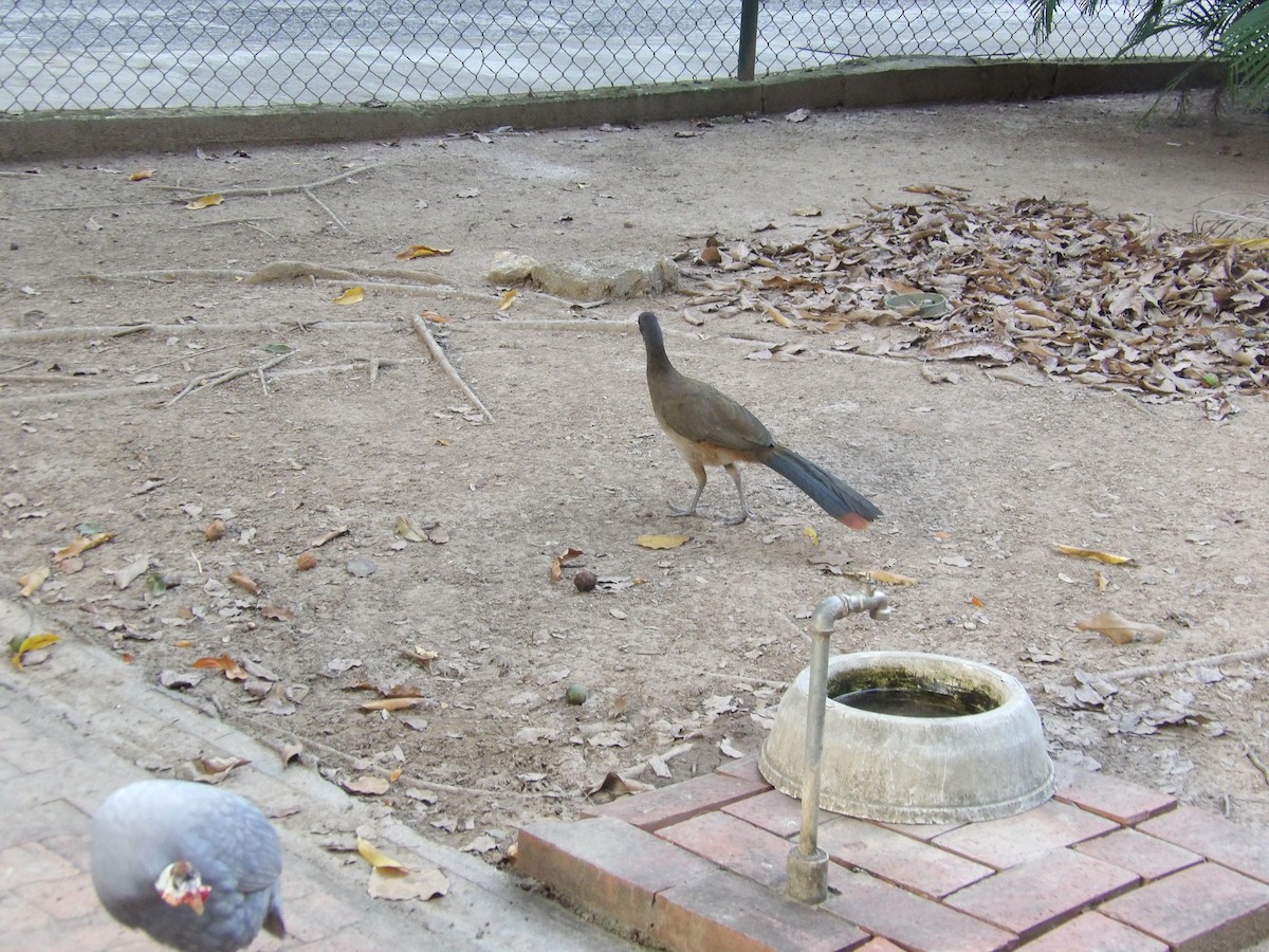 Чачалака рудогуза (підвид ruficauda) - ML647158123