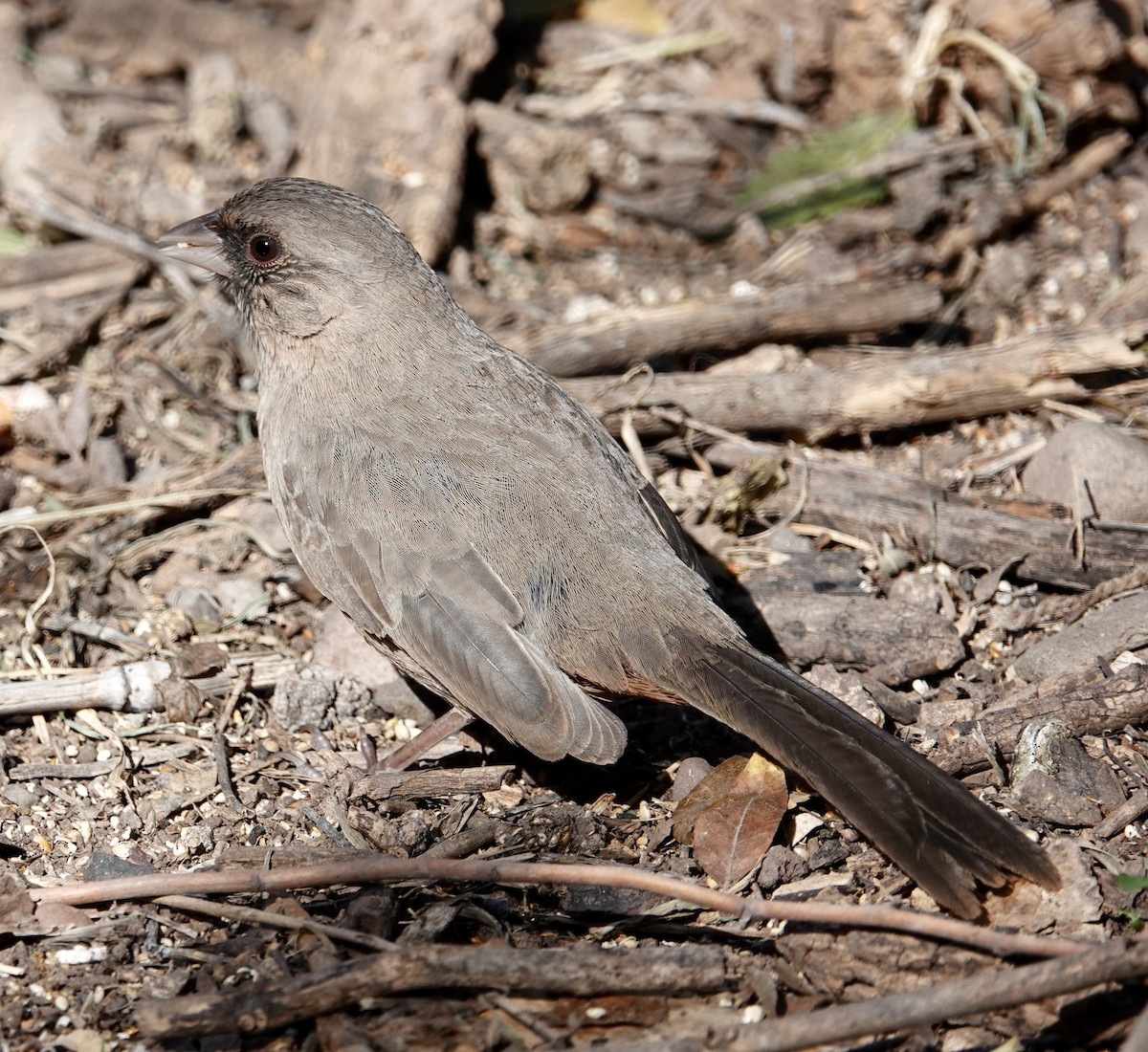 Abert's Towhee - ML647158125