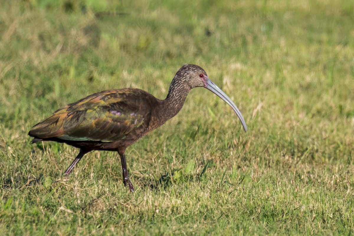 White-faced Ibis - ML647158127