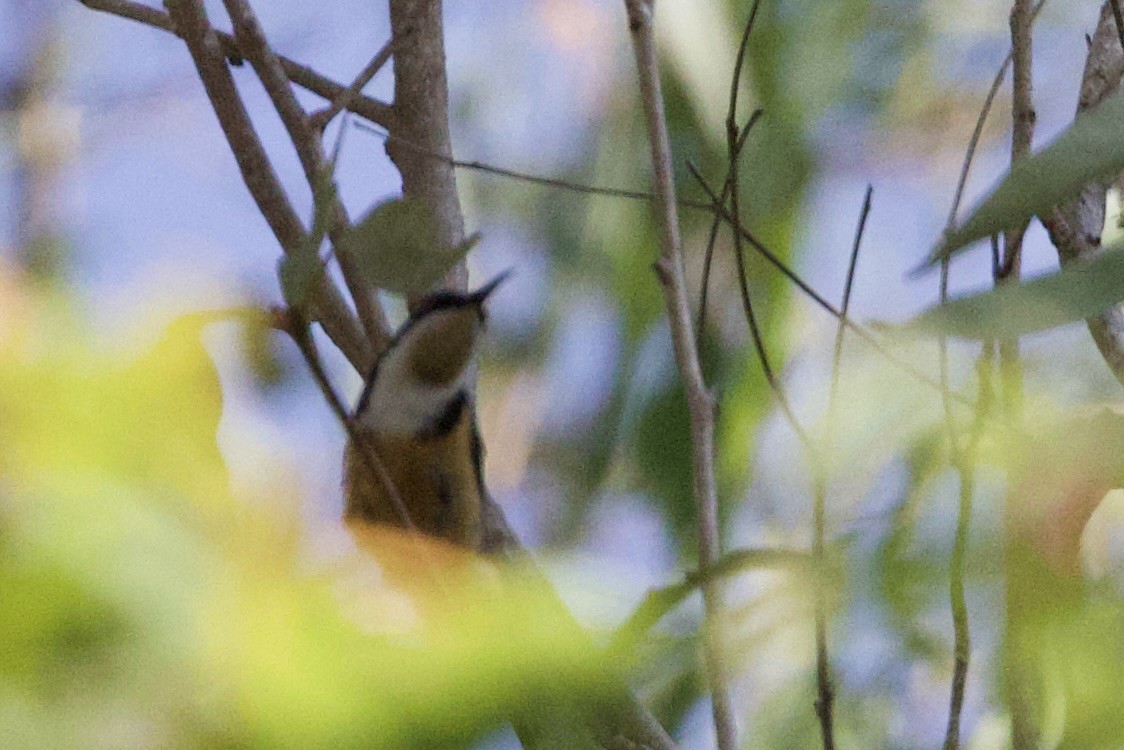 Eastern Spinebill - ML647158132