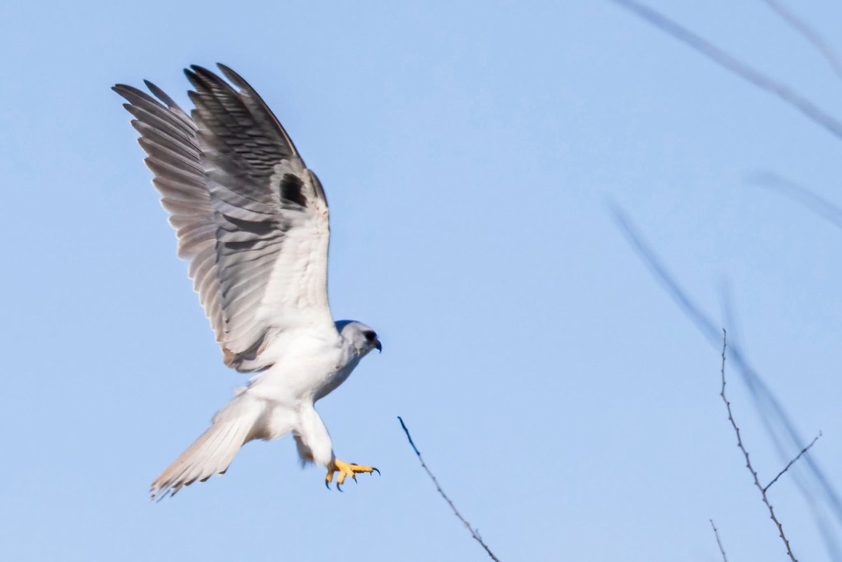 White-tailed Kite - ML647158141