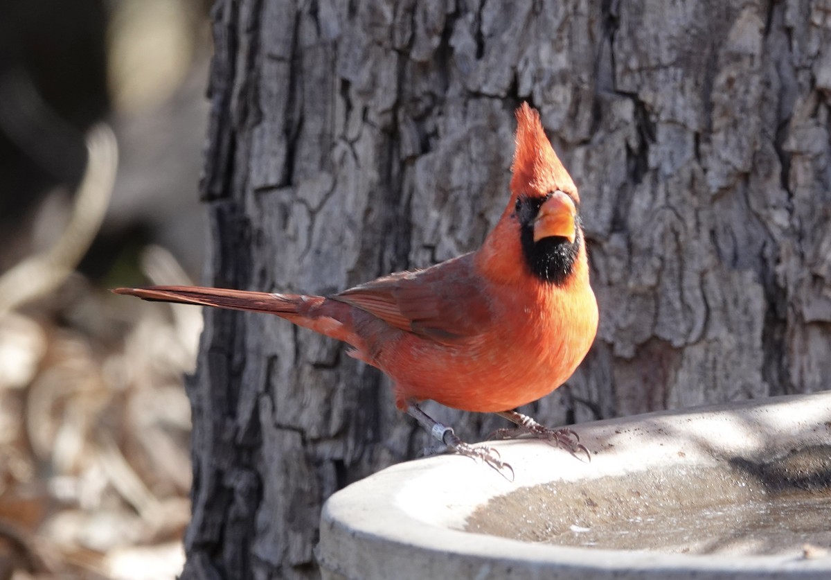 Northern Cardinal - ML647158149