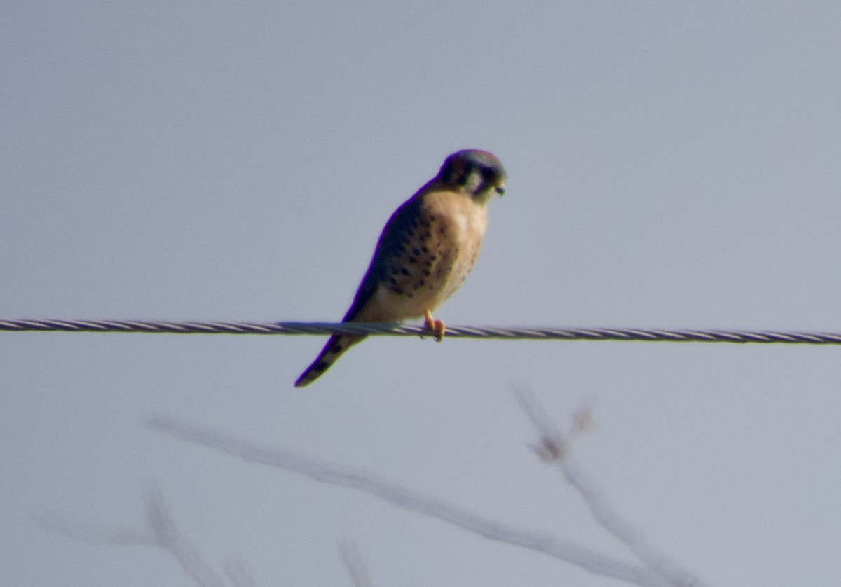 בז אמריקני - ML647158150