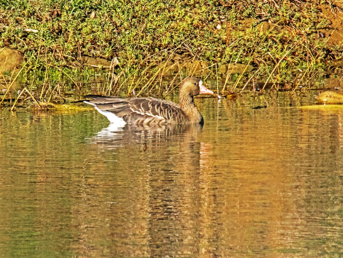 Greater White-fronted Goose - ML647158159