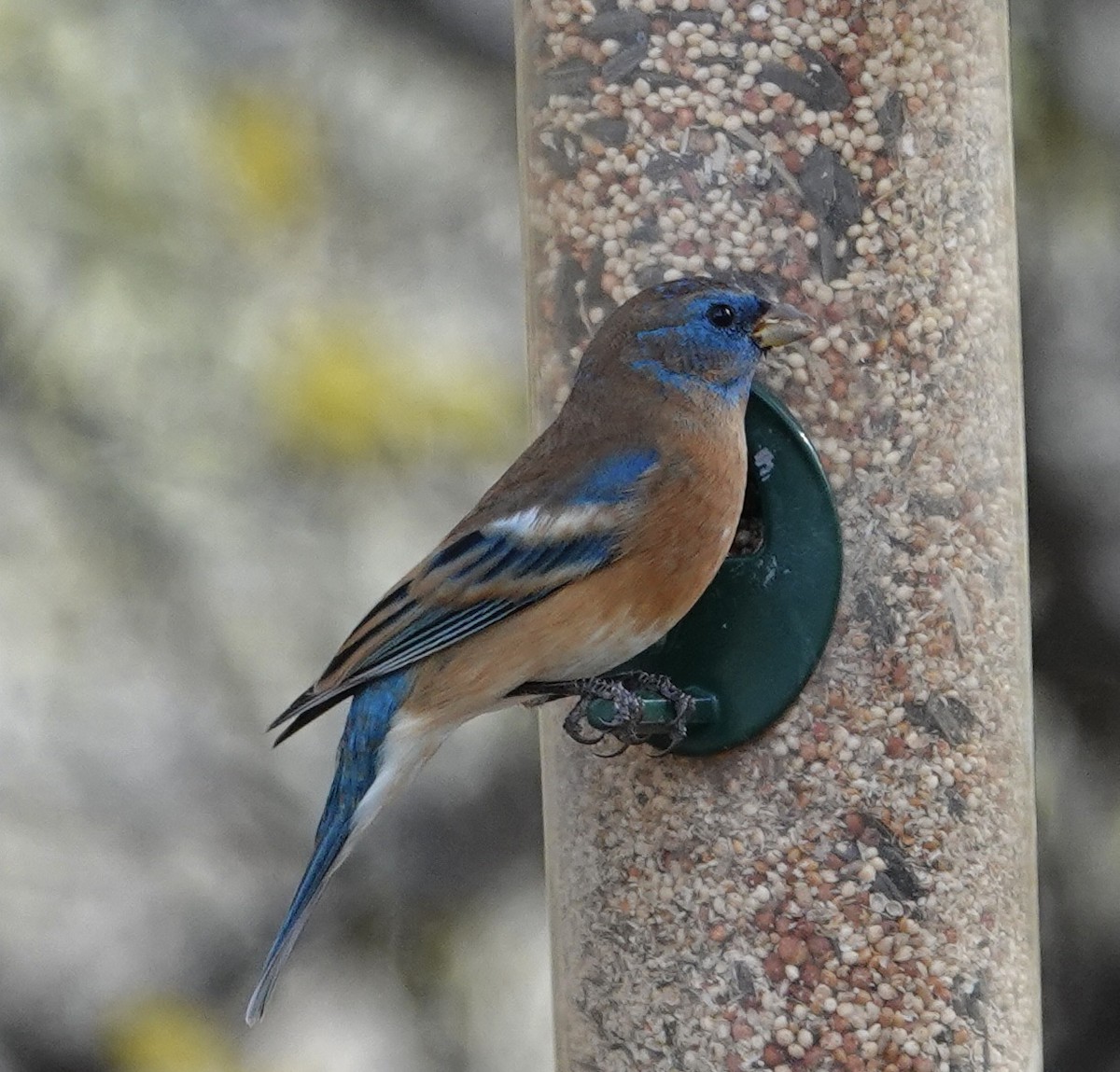 Lazuli Bunting - ML647158160