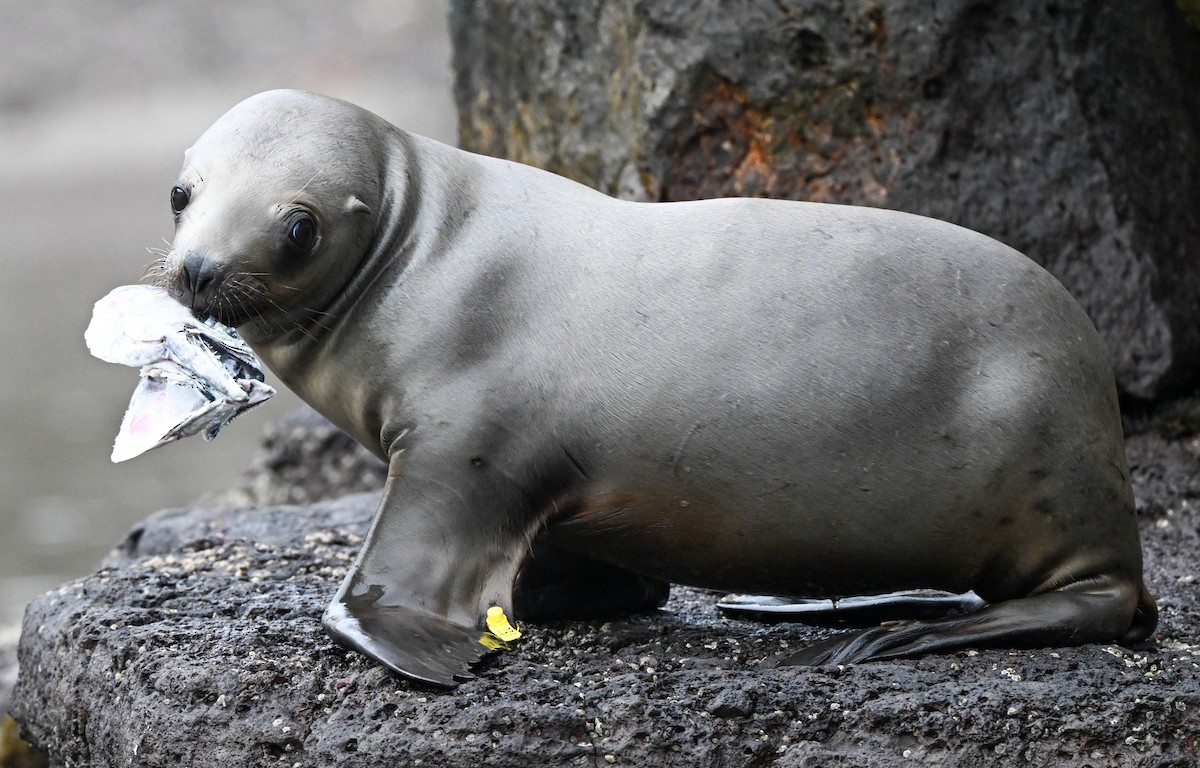 Animals - ML647158164