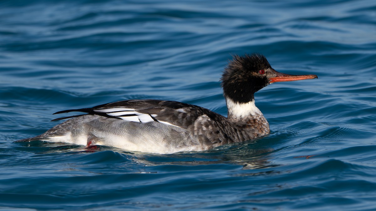 Serreta Mediana - ML647158168