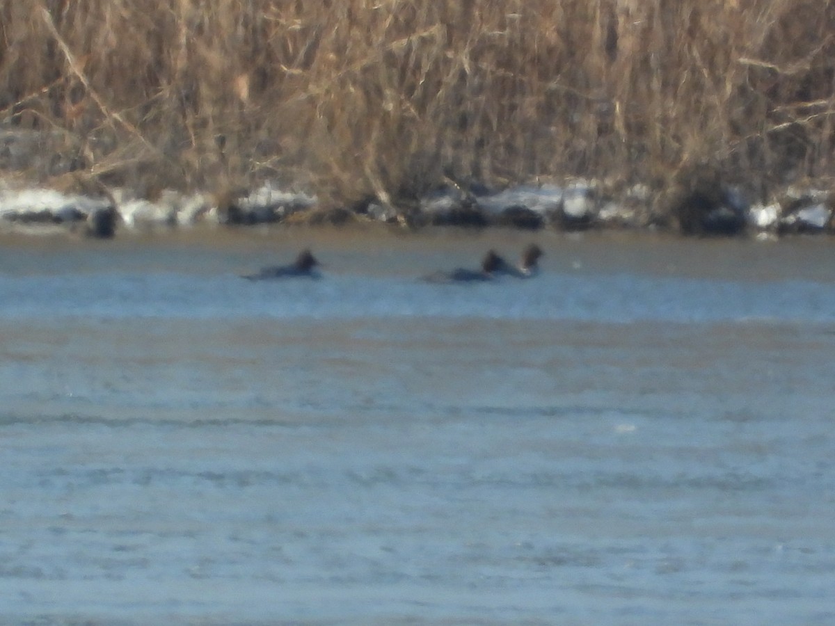 Common Merganser - ML647158171