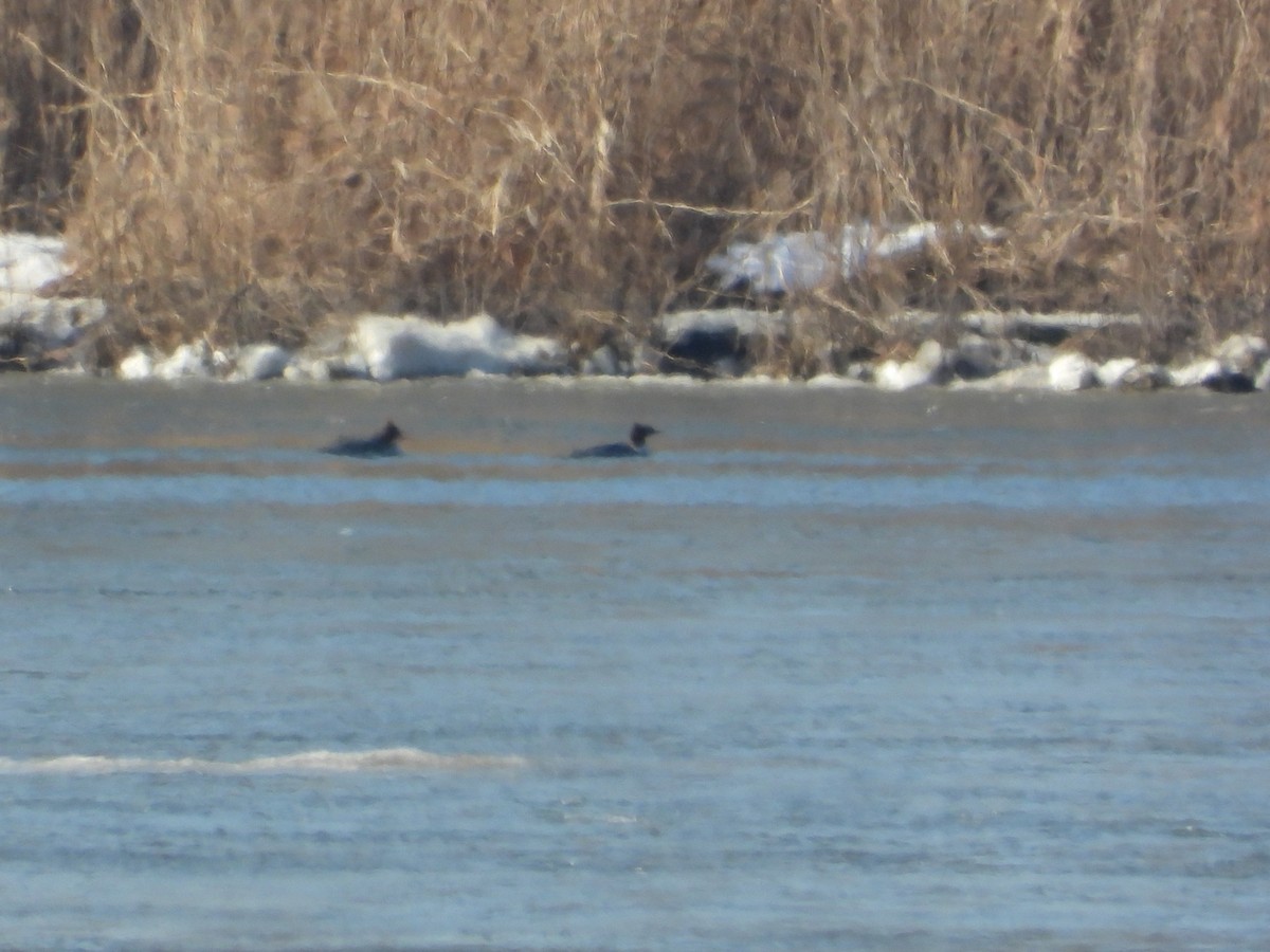 Common Merganser - ML647158172