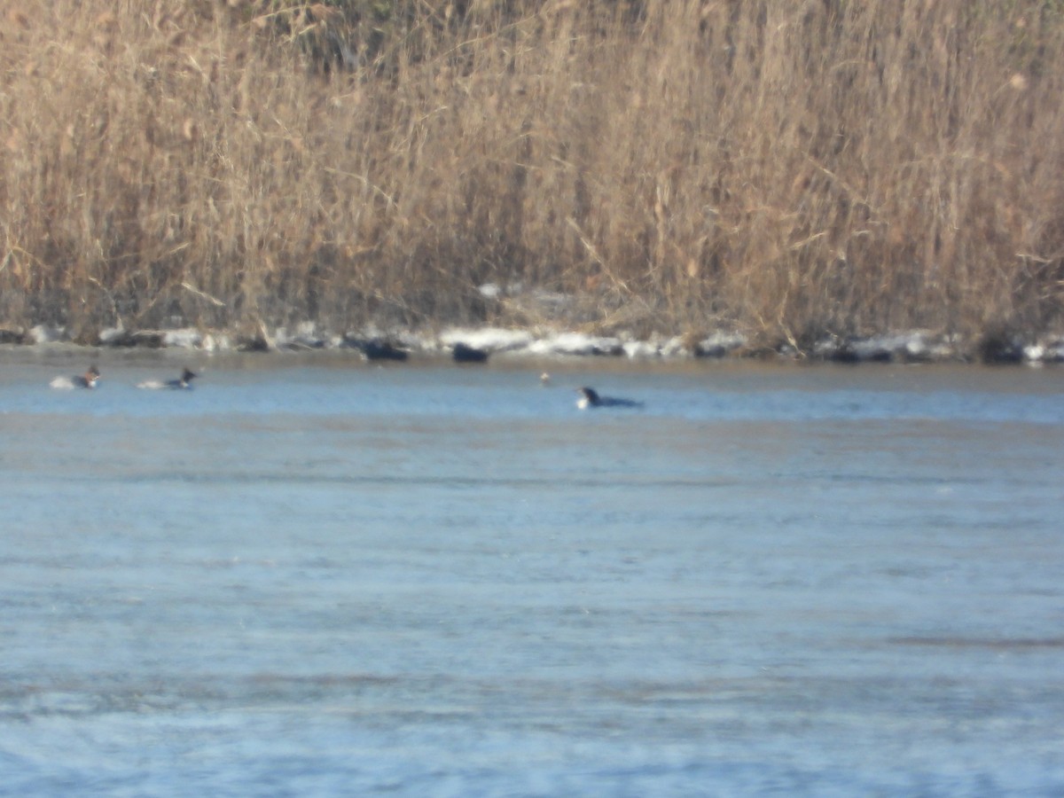 Common Merganser - ML647158173