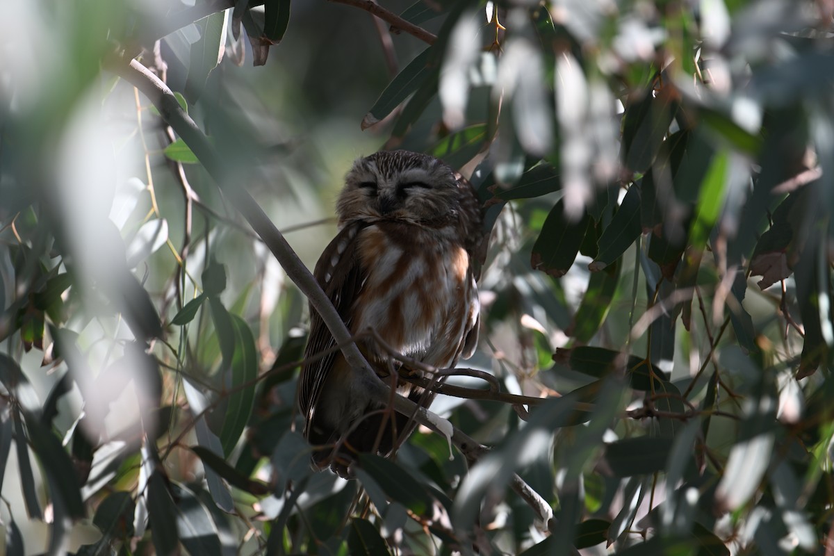 Northern Saw-whet Owl - ML647158174