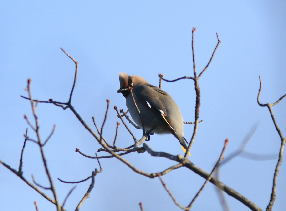 Bohemian Waxwing - ML647158176